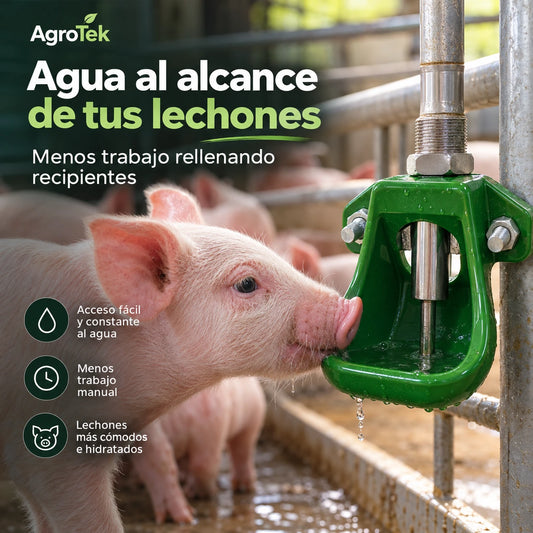 Lechón bebiendo del bebedero automático AgroTek