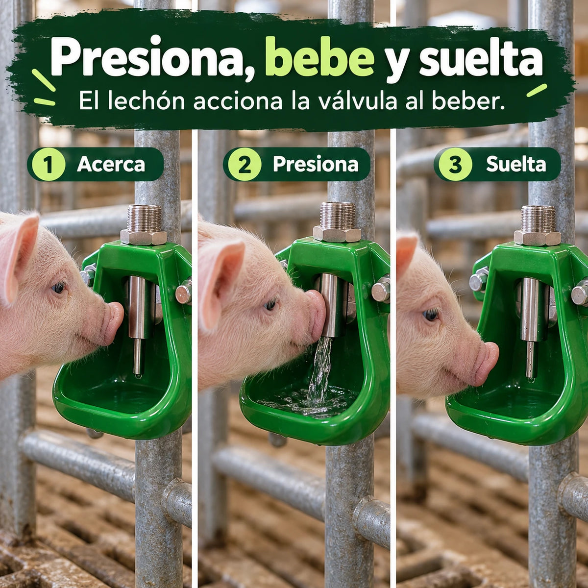Cómo funciona: el lechón se acerca, presiona la válvula y suelta