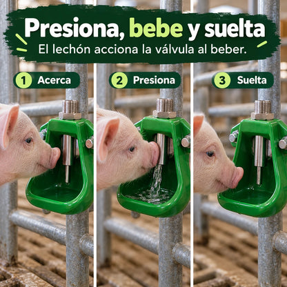 Cómo funciona: el lechón se acerca, presiona la válvula y suelta